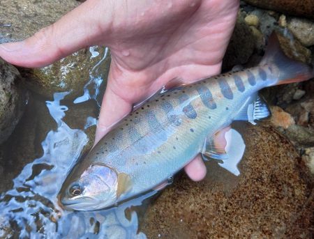 久しぶりのアマゴ釣り